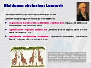 Bizidunen eboluzioa: Lamarck
Lehen teoria eboluzionista aurkeztu zuen 1809. urtean.
Lamarcken ideia nagusiak honela laburbil ditzakegu:
Inguruneak karaktereen aldaketak eragiten ditu: inguruneko baldintzak
aldatu egiten dira denboran zehar.
Eginkizunak organoa sortzen du: jokabide berriek organo jakin batzuk
garatzea eragiten dute.
Hartutako karaktereen herentzia: inguruneak eragindako aldakuntza
horiek ondorengoei transmititzen zaizkie.
Lamarckek, beraz, uste zuen beharrak
eragiten zituela eboluzio-aldaketa horiek.
Horiek gertatu ondoren, aldaketa horiek
heredagarriak izango ziren
 