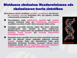 Bizidunen eboluzioa: Neodarwinismoa edo
eboluzioaren teoria sintetikoa
Eboluzioaren teoria sintetikoak genetika mendelianoa eta Darwin-
en hautespen naturala bateratzen ditu, eta gainera, honako
mekanismoak proposatzen ditu:
Populazioetan bada aldakortasun genetiko bat, mutazio
(geneen aldaketa) bidez eta birkonbinazio genetikoaren
(ugalketa sexualean ematen dena) prozesuen bidez sortua.
Hautespen naturalak ezabatu egiten ditu beren informazio
genetikoagatik hain egokiak ez diren indibiduoak.
Moldakortasun-balioa duten eta genetikoki zehazturik dauden
ezaugarri horiek hautatu eta hurrengo belaunaldiari
transmititzen zaizkio.
Espezieak oinarri genetiko komuna duten populazio-multzoak
dira, eta elkarren artean ugaltzeko gaitasuna dutenak.
Geneak, mutazio bidez edo birkonbinazio bidez gerta
daitezkeen konbinazio berriekin, hautespen natural horren
eraginpean daude, eta une bakoitzean ingurumen-baldintzen
arabera, populazioen ezaugarriak erabakitzen ditu.
DNA molekula
 