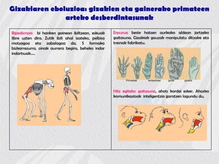 Gizakiaren eboluzioa: gizakien eta gainerako primateen
arteko desberdintasunak
Erpurua beste hatzen aurkako aldean jartzeko
gaitasuna. Gizakiak gauzak manipulatu ditzake eta
tresnak fabrikatu.
Hitz egiteko gaitasuna, ahots kordei esker. Ahozko
komunikazioak inteligentzia garatzen lagundu du,
Bipedismoa: bi hanken gainean ibiltzean, eskuak
libre uzten dira. Zutik ibili ahal izateko, pelbisa
motzagoa eta zabalagoa da, S formako
bizkarrezurra, oinak aurrera begira, beheko indar
indartsuak.....
Primateak txinpantzea gorila gizakia
 
