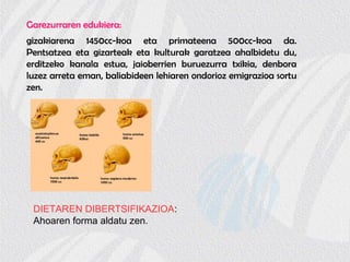 Garezurraren edukiera:
gizakiarena 1450cc-koa eta primateena 500cc-koa da.
Pentsatzea eta gizarteak eta kulturak garatzea ahalbidetu du,
erditzeko kanala estua, jaioberrien buruezurra txikia, denbora
luzez arreta eman, baliabideen lehiaren ondorioz emigrazioa sortu
zen.
DIETAREN DIBERTSIFIKAZIOA:
Ahoaren forma aldatu zen.
 