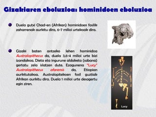 Gizakiaren eboluzioa: hominidoen eboluzioa
Duela gutxi Chad-en (Afrikan) hominidoen fosilik
zaharrenak aurkitu dira, 6-7 milioi urtekoak dira.
Gizaki baten antzeko lehen hominidoa
Australopithecus da, duela 3,6-4 milioi urte bizi
izandakoa. Dieta eta ingurune aldaketa (sabana)
gertatu zela islatzen dute. Ezagunena “Lucy”
Australopithecus afarensis da, Etiopian
aurkitutakoa. Australopitekoen fosil guztiak
Afrikan aurkitu dira. Duela 1 milioi urte desagertu
egin ziren.
Lucy
 