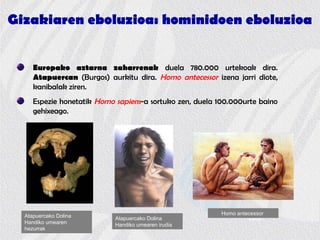 Gizakiaren eboluzioa: hominidoen eboluzioa
Europako aztarna zaharrenak duela 780.000 urtekoak dira.
Atapuercan (Burgos) aurkitu dira. Homo antecessor izena jarri diote,
kanibalak ziren.
Espezie honetatik Homo sapiens-a sortuko zen, duela 100.000urte baino
gehixeago.
LucyAtapuercako Dolina
Handiko umearen
hezurrak
Atapuercako Dolina
Handiko umearen irudia
Homo antecessor
 