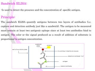 Principle:
The sandwich ELISA quantify antigens between two layers of antibodies (i.e.
capture and detection antibody just like a sandwich). The antigen to be measured
must contain at least two antigenic epitope since at least two antibodies bind to
antigen. The color or the signal produced as a result of addition of substrate is
proportional to antigen concentration.
Sandwich ELISA:
-Is used to detect the presence and the concentration of specific antigen.
 