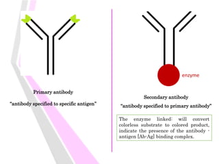 Primary antibody
“antibody specified to specific antigen”
Secondary antibody
“antibody specified to primary antibody”
enzyme
The enzyme linked: will convert
colorless substrate to colored product,
indicate the presence of the antibody -
antigen [Ab-Ag] binding complex.
 