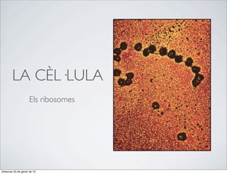 LA CÈL·LULA
                     Els ribosomes




dimecres 23 de gener de 13
 