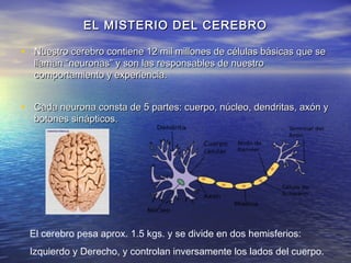 EL MISTERIO DEL CEREBRO

• Nuestro cerebro contiene 12 mil millones de células básicas que se
  llaman “neuronas” y son las responsables de nuestro
  comportamiento y experiencia.


• Cada neurona consta de 5 partes: cuerpo, núcleo, dendritas, axón y
  botones sinápticos.




 El cerebro pesa aprox. 1.5 kgs. y se divide en dos hemisferios:
 Izquierdo y Derecho, y controlan inversamente los lados del cuerpo.
 