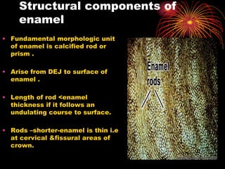 Structure of the first layer of tooth Enamel .ppt