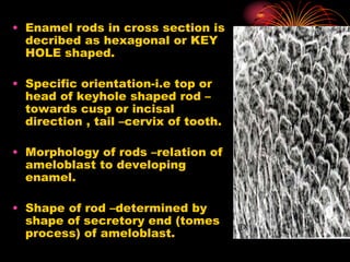 Structure of the first layer of tooth Enamel .ppt