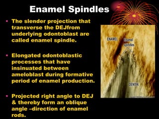 Structure of the first layer of tooth Enamel .ppt