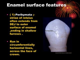 Structure of the first layer of tooth Enamel .ppt