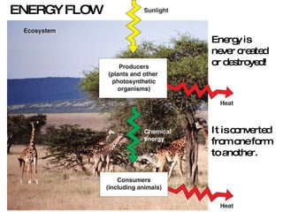ENERGY FLOW Energy is never created or destroyed! It is converted from one form to another. 