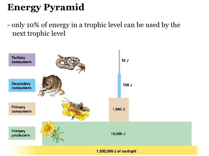 How Do Organic Compounds Flow Through A Food Chain How Do Organic Compounds Flow Through A Food Chain
