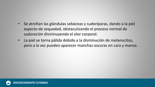 • Se atrofian las glándulas sebáceas y sudoríparas, dando a la piel
aspecto de sequedad, obstaculizando el proceso normal de
sudoración disminuyendo el olor corporal.
• La piel se torna pálida debido a la disminución de melanocitos,
pero a la vez pueden aparecer manchas oscuras en cara y manos.
ENVEJECIMIENTO CUTANEO
 
