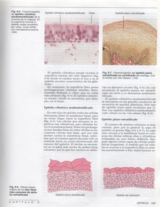 6 epitelio1