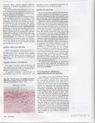 6 epitelio1