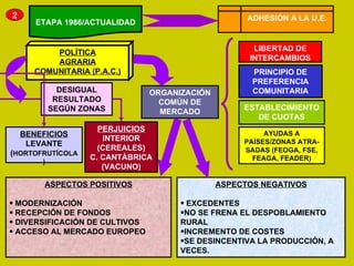 2 ETAPA 1986/ACTUALIDAD ADHESIÓN A LA U.E. POLÍTICA AGRARIA COMUNITARIA (P.A.C.) ORGANIZACIÓN COMÚN DE MERCADO LIBERTAD DE INTERCAMBIOS PRINCIPIO DE PREFERENCIA COMUNITARIA ESTABLECIMIENTO DE CUOTAS AYUDAS A PAÍSES/ZONAS ATRA-SADAS (FEOGA, FSE, FEAGA, FEADER) DESIGUAL RESULTADO SEGÚN ZONAS BENEFICIOS LEVANTE ( HORTOFRUTÍCOLA) PERJUICIOS INTERIOR (CEREALES) C. CANTÁBRICA (VACUNO) ASPECTOS POSITIVOS MODERNIZACIÓN RECEPCIÓN DE FONDOS DIVERSIFICACIÓN DE CULTIVOS ACCESO AL MERCADO EUROPEO ASPECTOS NEGATIVOS EXCEDENTES NO SE FRENA EL DESPOBLAMIENTO RURAL INCREMENTO DE COSTES  SE DESINCENTIVA LA PRODUCCIÓN, A VECES. 