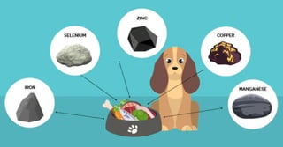 Mineral Intake in Dogs | Pet Hospital in Urbandale | Urban Pet Supplies