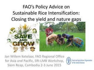FAO’s Policy Advice on
Sustainable Rice Intensification:
Closing the yield and nature gaps
Jan Willem Ketelaar, FAO Regional Office
for Asia and Pacific, SRI-LMB Workshop,
Siem Reap, Cambodia 2-3 June 2015
 