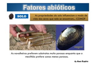 SOLO

As propriedades do solo influenciam o modo de
vida dos seres que nele se encontram... COMO?

As navalheiras preferem substratos muito porosos enquanto que o
mexilhão prefere zonas menos porosas.
Page  15

by Ana Kastro

 