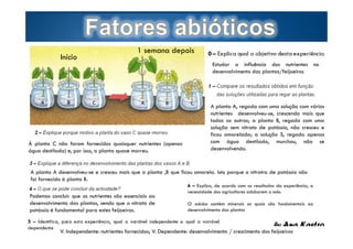 Início

1 semana depois

À planta C não foram fornecidos quaisquer nutrientes (apenas
água destilada) e, por isso, a planta quase morreu.

Estudar a influência dos nutrientes no
desenvolvimento das plantas/feijoeiros

A planta A, regada com uma solução com vários
nutrientes desenvolveu-se, crescendo mais que
todas as outras; a planta B, regada com uma
solução sem nitrato de potássio, não cresceu e
ficou amarelada; a solução S, regada apenas
com água destilada, murchou, não se
desenvolvendo.

A planta A desenvolveu-se e cresceu mais que a planta ,B que ficou amarela. Isto porque o nitratro de potássio não
foi fornecido à planta B.
Podemos concluir que os nutrientes são essenciais ao
desenvolvimento das plantas, sendo que o nitrato de
potássio é fundamental para estes feijoeiros.
Page  5

6 – Explica, de acordo com os resultados da experiência, a
necessidade dos agricultores adubarem o solo.
O adubo contém minerais os quais são fundamentais ao
desenvolvimento das plantas

by Ana Kastro

V. Independente: nutrientes fornecidos; V. Dependente: desenvolvimento / crescimento dos feijoeiros

 
