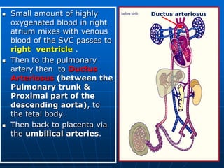 6- Fetal circulation.ppt