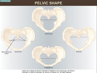 fetus and gynaecoid pelvis
