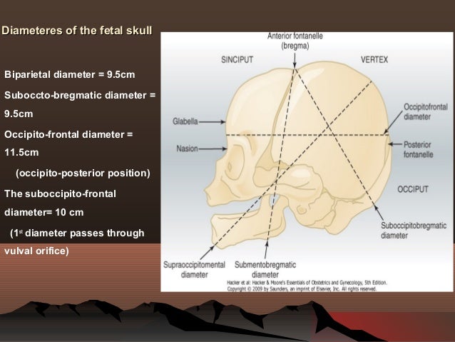 fetus and gynaecoid pelvis