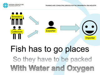 How to pack Aquarium Fish for transportation? | PDF