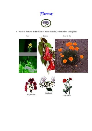 Flores
1. Hacer un herbario de 35 clases de flores silvestres, debidamente catalogadas.
Yuyo Copihue Dedal de Oro
 