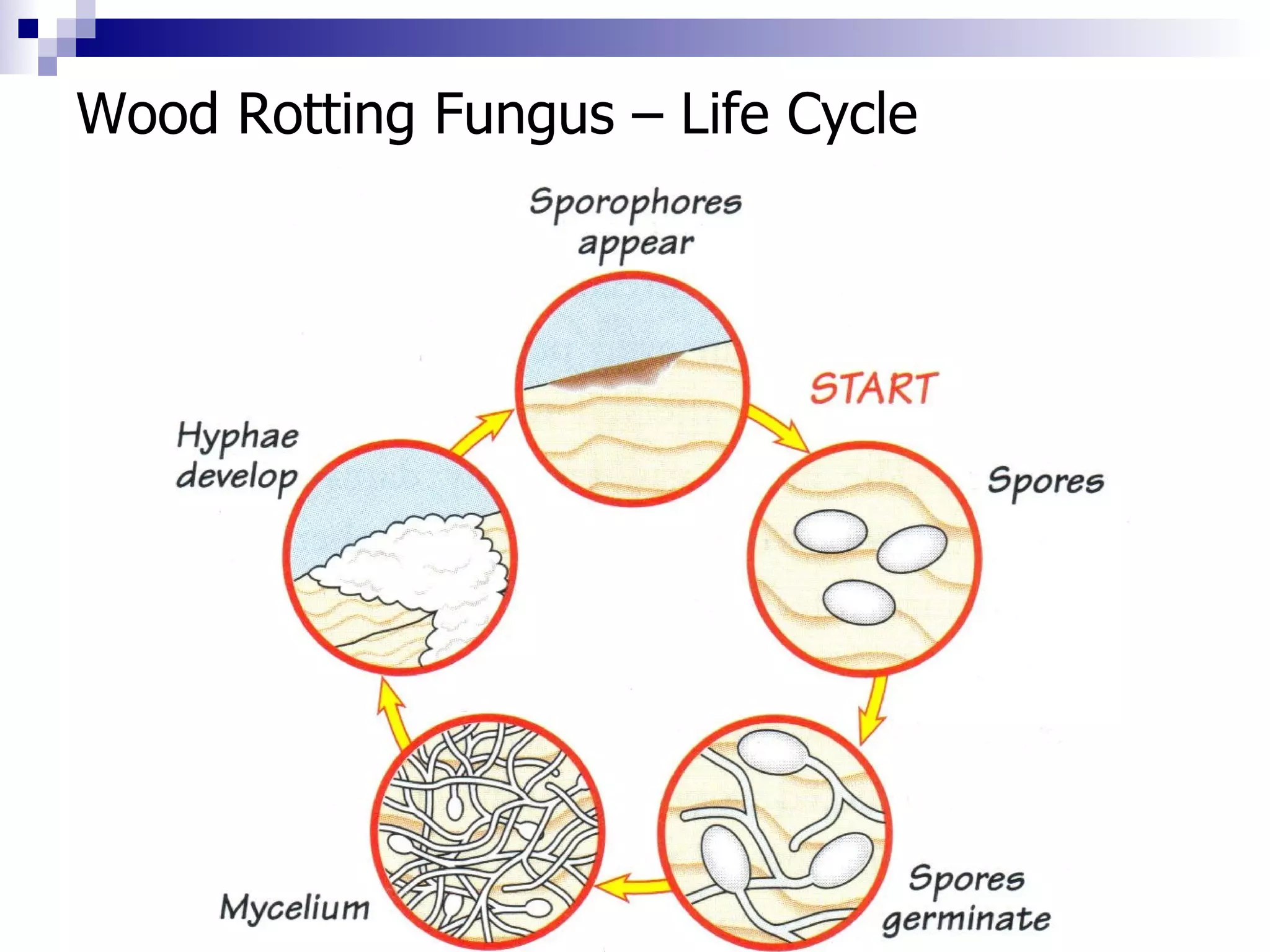 Wood Rotting Fungus – Life Cycle 