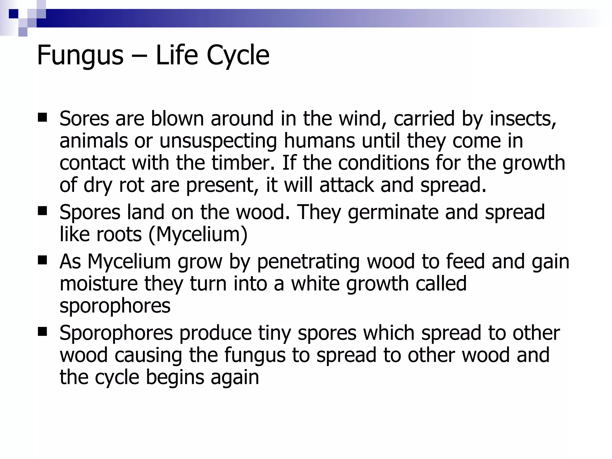 Fungus – Life Cycle Sores are blown around in the wind, carried by insects, animals or unsuspecting humans until they come in contact with the timber. If the conditions for the growth of dry rot are present, it will attack and spread. Spores land on the wood. They germinate and spread like roots (Mycelium) As Mycelium grow by penetrating wood to feed and gain moisture they turn into a white growth called sporophores Sporophores produce tiny spores which spread to other wood causing the fungus to spread to other wood and the cycle begins again 