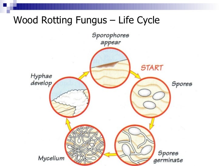 6. fungal attack