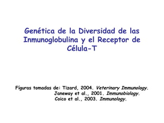 Genética de la Diversidad de las
   Inmunoglobulina y el Receptor de
              Célula-T




Fíguras tomadas de: Tizard, 2004. Veterinary Immunology.
                Janeway et al., 2001. Immunobiology.
                 Coico et al., 2003. Immunology.
 