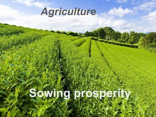 Agriculture
Sowing prosperity
 