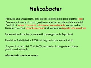 Helicobacter Produce una ureasi (NH 4 ) che blocca l’acidità dei succhi gastrici ( test ) Passano attraverso il muco gastrico e aderiscono alle cellule epiteliali Prodotti di  ureasi, mucinasi, citotossina vacuolizzante  causano danni  Tissutali che con i  lipopolisasccaridi  inducono una  risposta infiammatoria Superossido dismutasi e catalasi lo proteggono da fagocitosi Emolisine, fosfolipiasi e EtOH deidrognasi sono anche indotti. H. pylori  è isolato  dal 75 al 100% dei pazienti con gastrite, ulcera  gastrica e duodenale Infezione da uomo ad uomo 