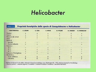 Helicobacter 