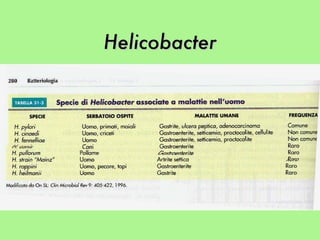 Helicobacter 