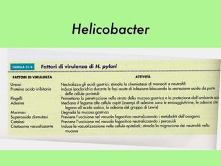 Helicobacter 