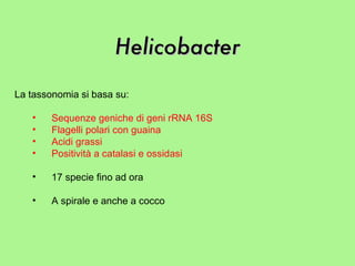 Helicobacter La tassonomia si basa su: Sequenze geniche di geni rRNA 16S Flagelli polari con guaina Acidi grassi Positività a catalasi e ossidasi 17 specie fino ad ora A spirale e anche a cocco 