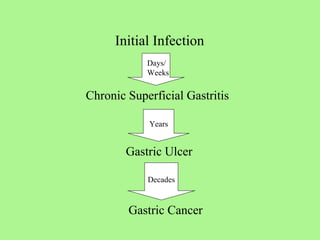 Chronic Superficial Gastritis Gastric Ulcer Gastric Cancer Decades Years Days/ Weeks Initial Infection 