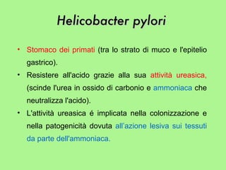 Stomaco dei primati  (tra lo strato di muco e l'epitelio gastrico).  Resistere all'acido grazie alla sua  attività ureasica,  (scinde l'urea in ossido di carbonio e  ammoniaca  che neutralizza l'acido).  L'attività ureasica é implicata nella colonizzazione e nella patogenicità dovuta   all’azione lesiva sui tessuti da parte dell'ammoniaca. Helicobacter pylori   