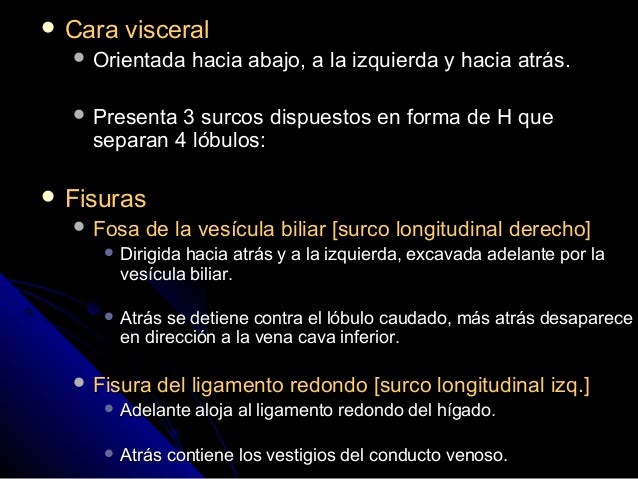 vestibulo de la transcavidad de los epiplones 6 higado anatomia vestibulo de la transcavidad de los epiplones 6 higado anatomia