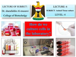 How do we
culture cells in
the laboratory?
LECTURE OF SUBJECT :
Dr. sharafaldin Al-musawi
College of Biotecholgy
LECTURE: 6
SUBJECT: Animal Tissue culture
LEVEL: 4
 