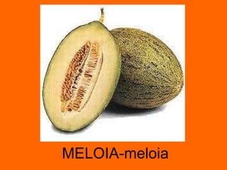 MELOIA-meloia 