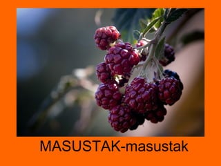MASUSTAK-masustak 