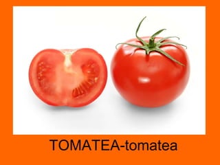 TOMATEA-tomatea 