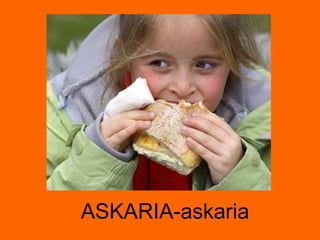 ASKARIA-askaria 