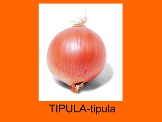 TIPULA-tipula 