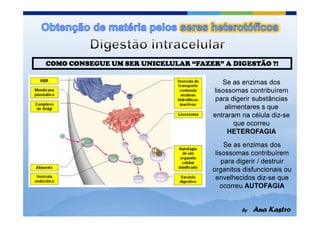 Se as enzimas dos
lisossomas contribuírem
 para digerir substâncias
    alimentares s que
entraram na célula diz-se
       que ocorreu
     HETEROFAGIA
     Se as enzimas dos
 lisossomas contribuírem
    para digerir / destruir
organitos disfuncionais ou
 envelhecidos diz-se que
   ocorreu AUTOFAGIA
 