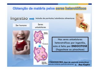 = FAGOSSOMA (tipo de vesícula endocítica)
(vesícula contendo partícula alimentar)
 
